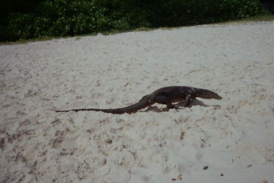 Iguana auf Coral Island