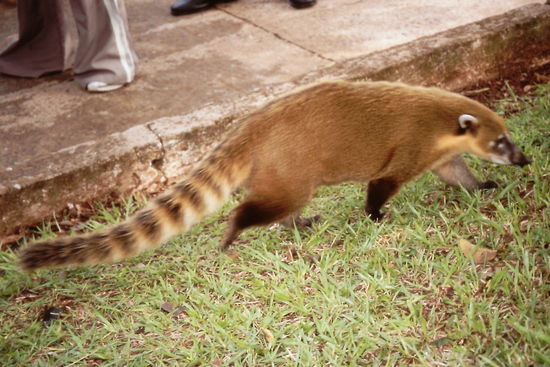 Auch ein Besucher...