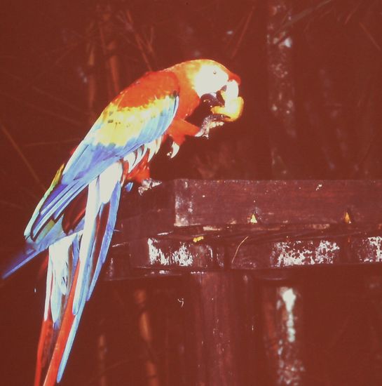 Ara holt sein Futter