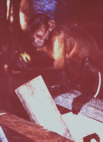 Und auch der Affe wurde fündig