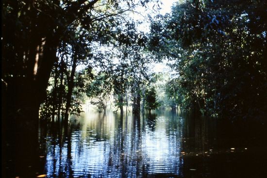 Wunderschön im Regenwald