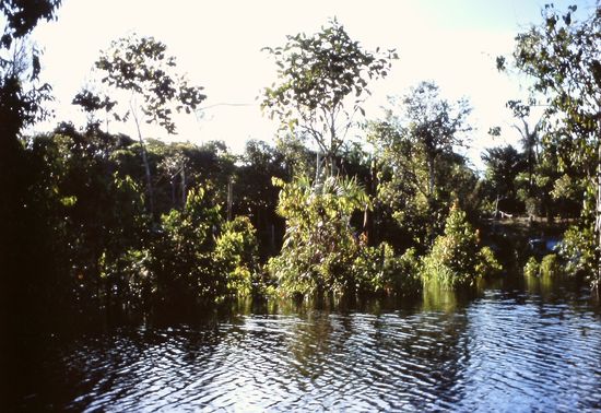 Bootstour im Regenwald