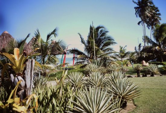 Der wunderschöne Garten