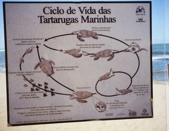 Schildkröten-Projekt