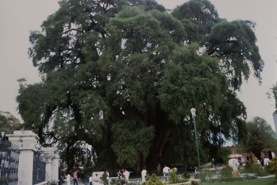Der berüumte Baum von Tule