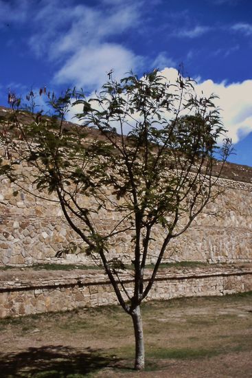 Monte Alban