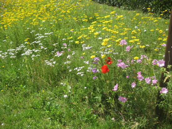Unterwegs - Sommerwiese