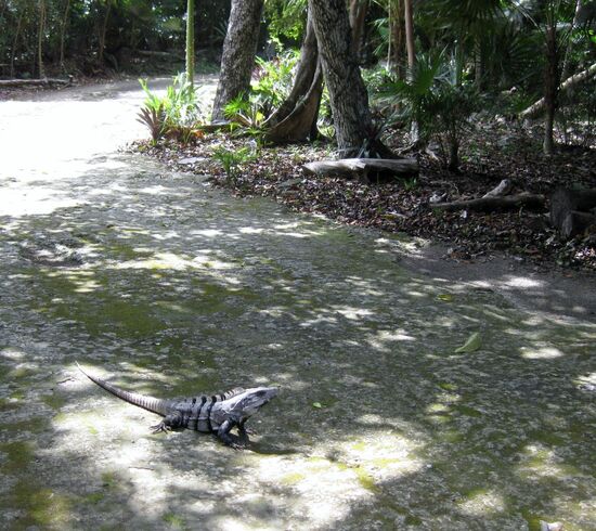 Iguana