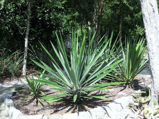 Im Botanischen Garten