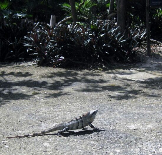 Iguana