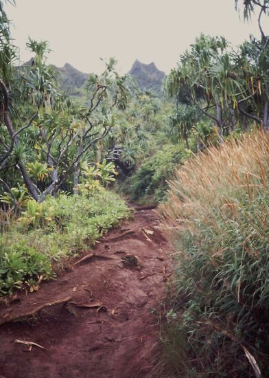 Trail - nach dem Regen