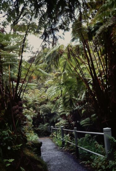 Rain Forest trail