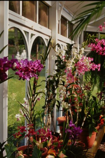 Pavillon Koele Lodge