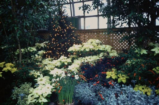 Im Lincoln Park Conservatory