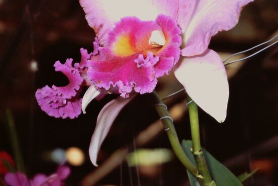 Orchideenzucht