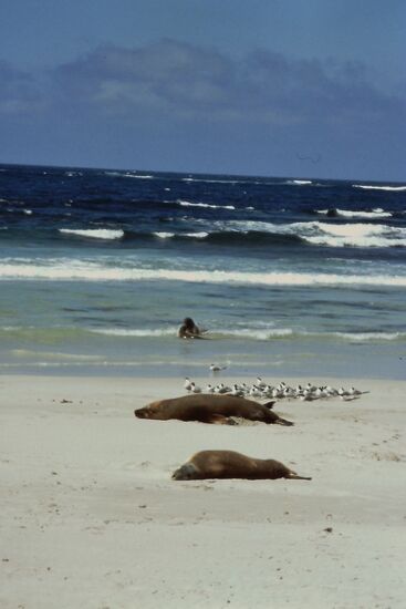 Seals Bay