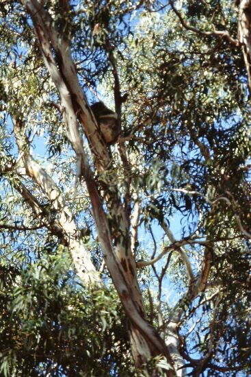 Koala im Foliners Chase Nationalpark