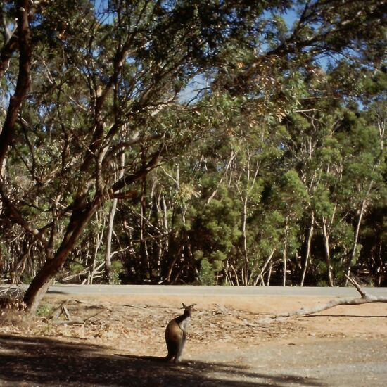 Känguruh am Strassenrand