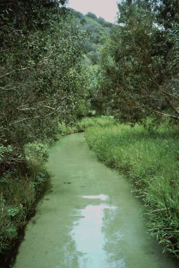 Eli Creek Fraser  Island