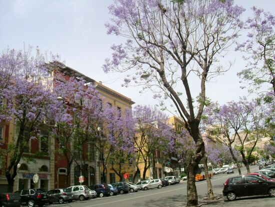 Blühende Jacarandabäume
