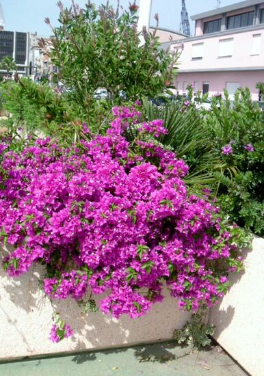 Bougainvillea in Cagliari