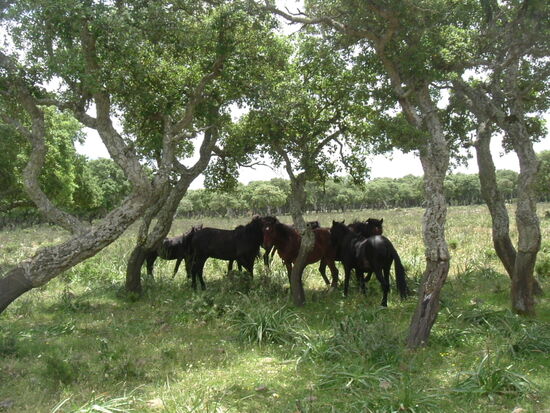 Im Rudel ist man sicher