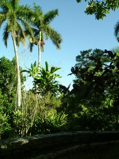 Königspalmen im Vinales-Tal