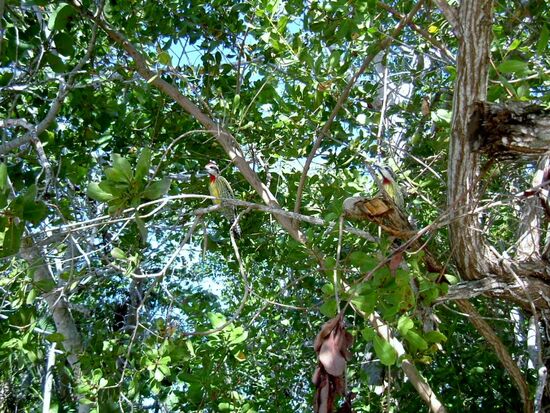 Die Bäume als Rückzugsort