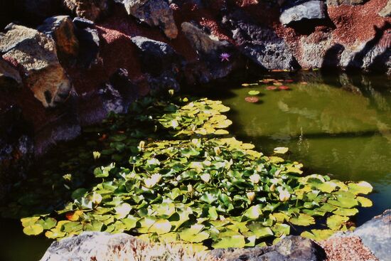 Kleiner Teich mit Wasserpflanzen