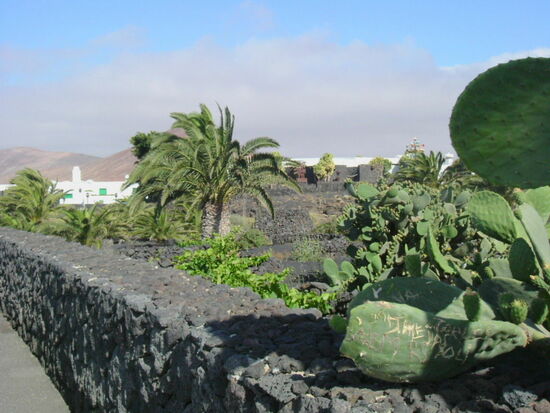 Der Garten im Lavafeld