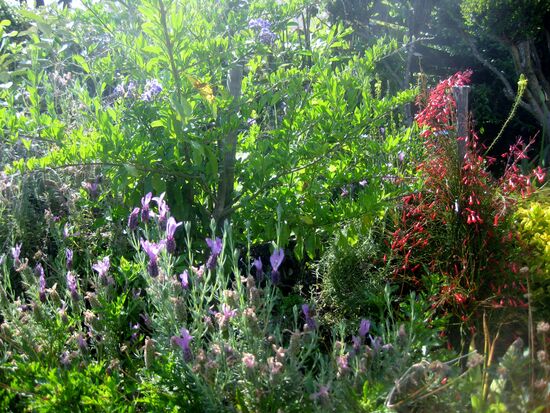 Blumenpracht im Garten