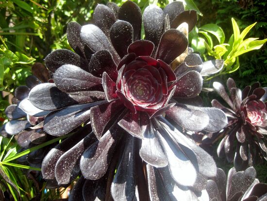 Exotische Schönheit