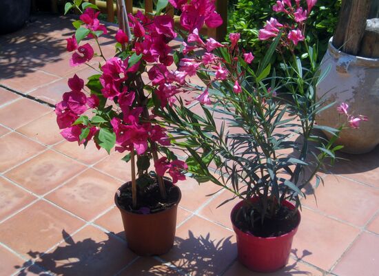 Souvenir aus Südfrankreich