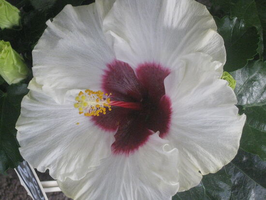 Wunderschöne Hibiscus