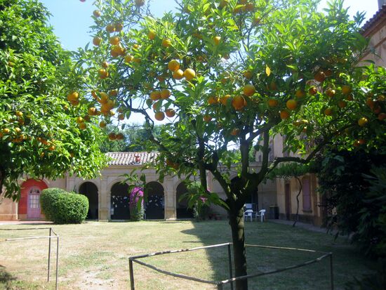 Orangenbaum im Schlosshof