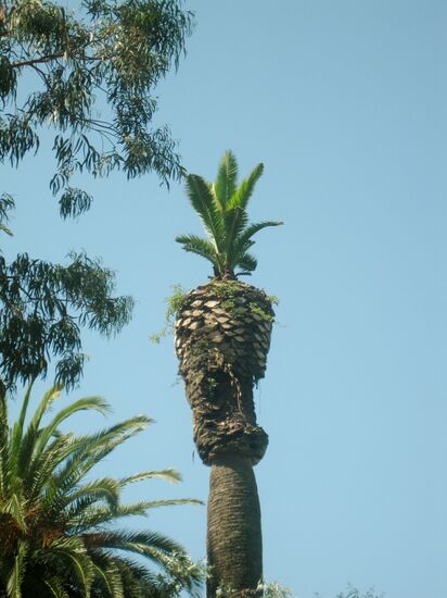 Eine der hohen Palmen