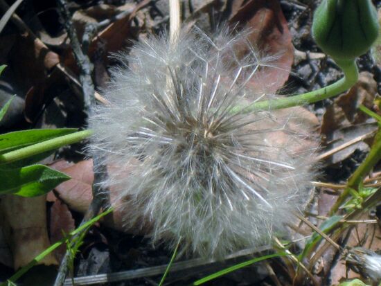 Eine "vergängliche" Schönheit