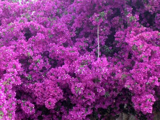 Bougainvillea in voller Blüte