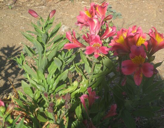 So  schön blüht es im Garten