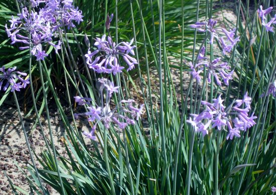Blumen an der Promenade
