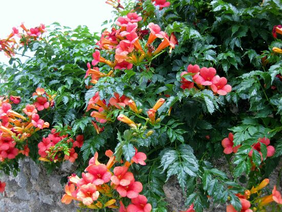 Blumenpracht in Pula