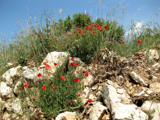 Es kann überall blühen...