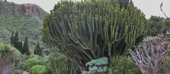 Vegetation in allen Grüntönen