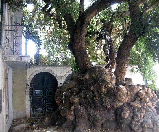 Gesehen in der Nähe vom Castello