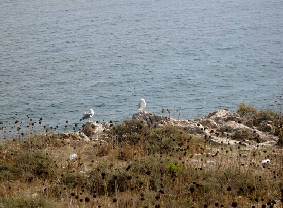 Typische karge Vegetation