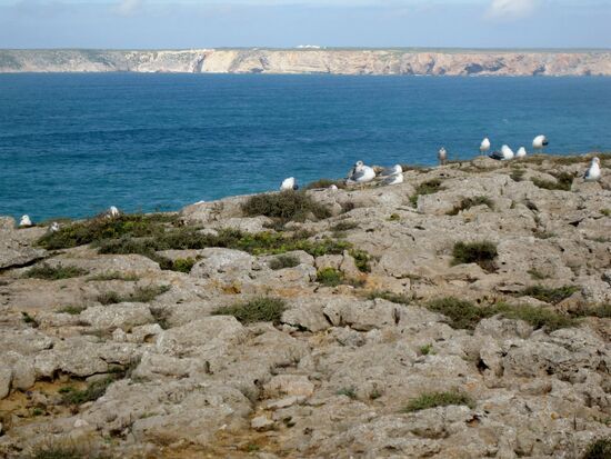 Rastplatz für Möwen