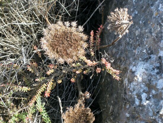 Eine Schönheit auf dem Plateau