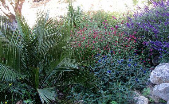 Palmen und Blumen