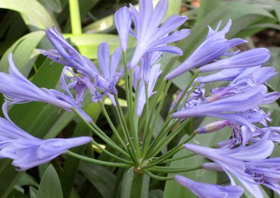 Agapanthus