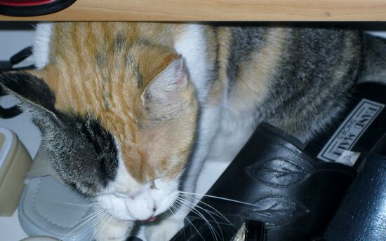 Gesehen in einem Schuhgeschäft...